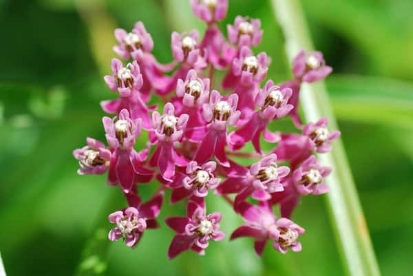 Asclepias incarnata