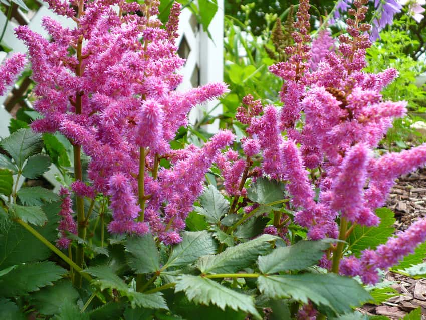 Vision in Pink Chinese astilbe