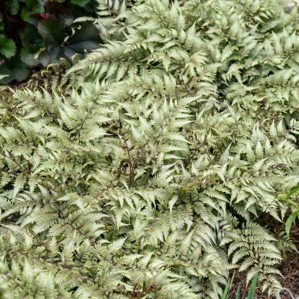 Godzilla giant painted fern