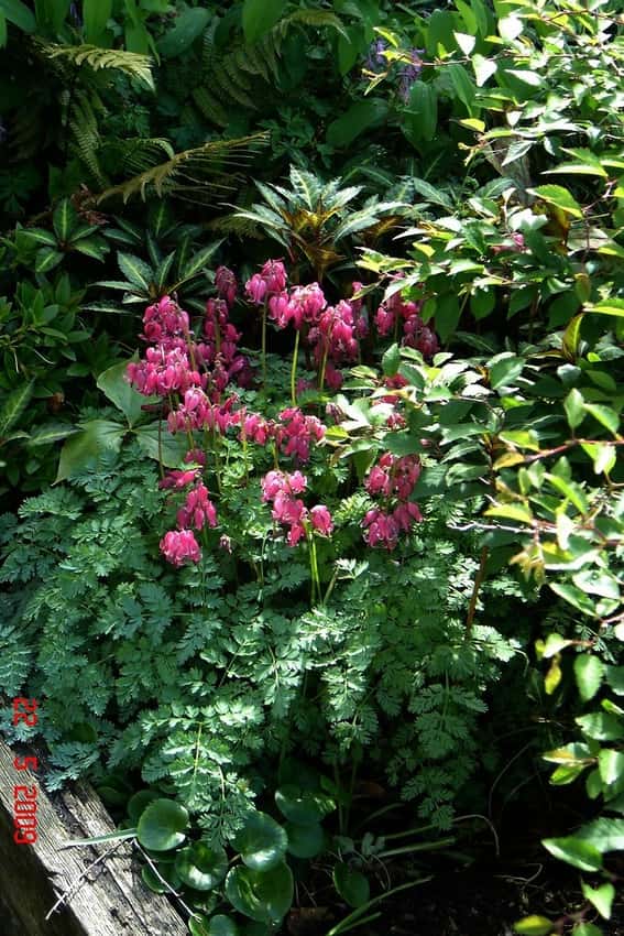 King of Hearts bleeding heart