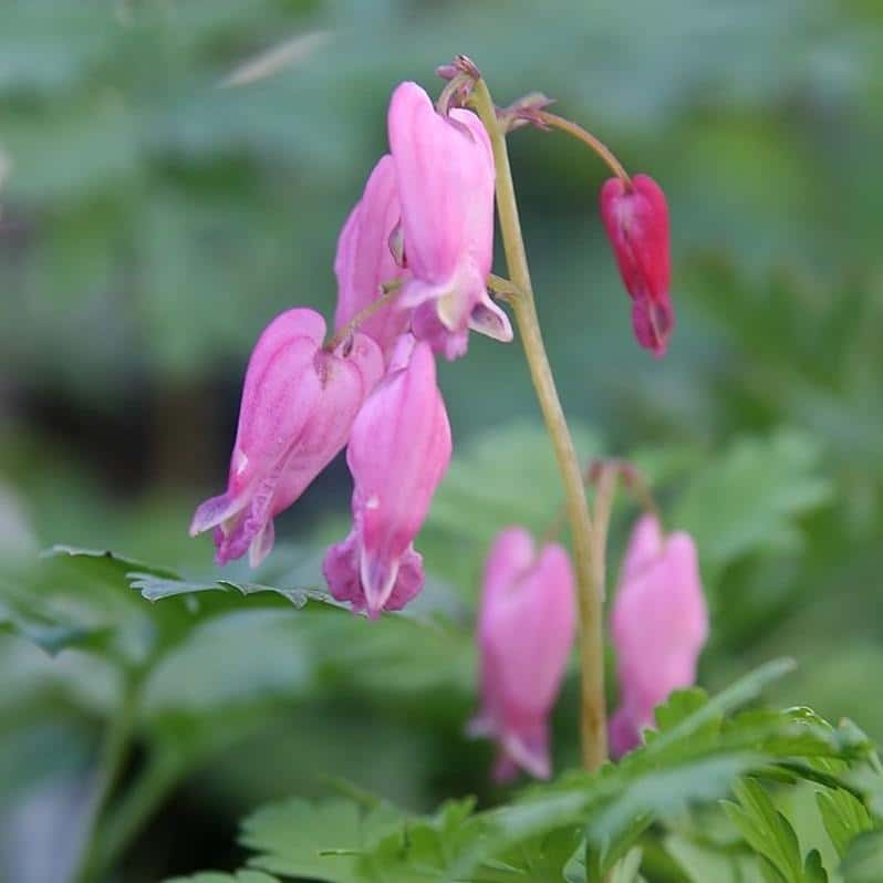 Dicentra 'Luxuriant'