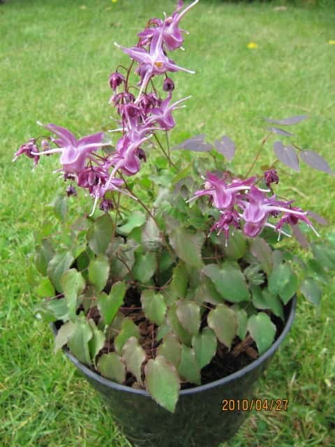 Purple Lilafee barrenwort flowers above heart-shaped foliage