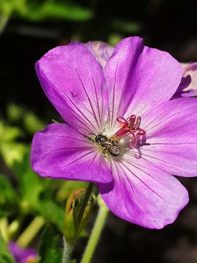 Azure Rush cranesbill