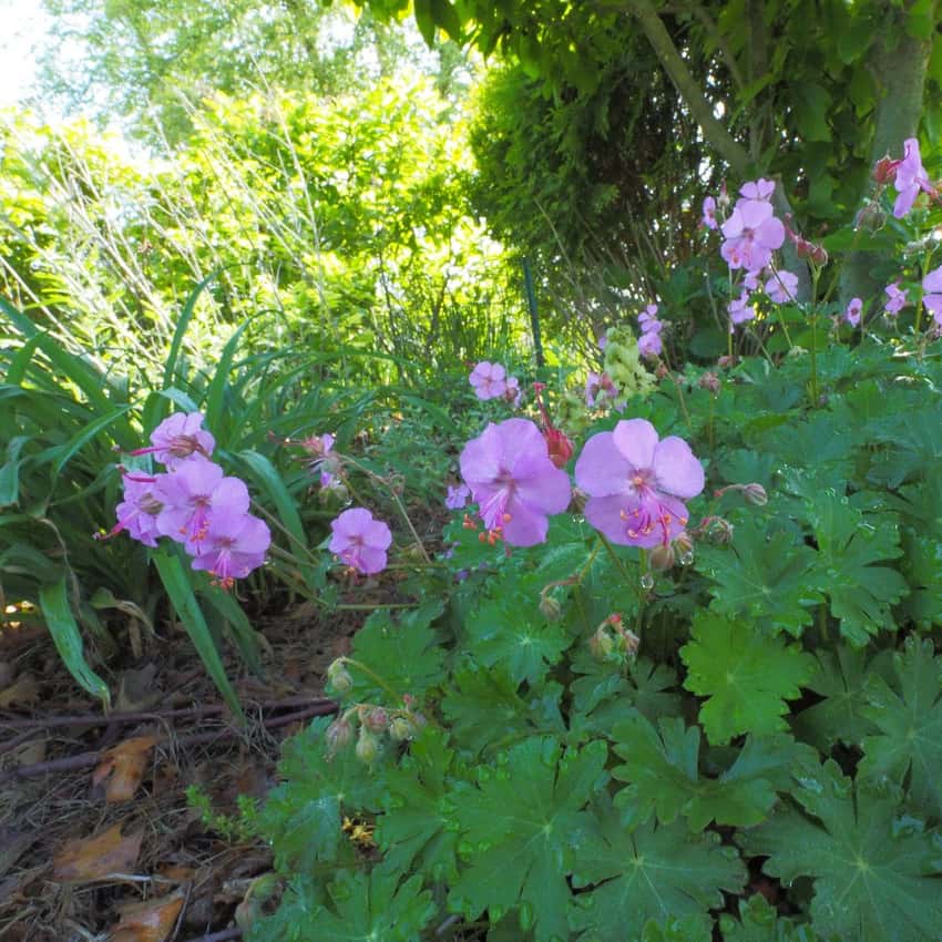 Geranium × cantabrigiense 'Karmina'