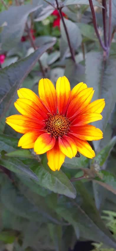 Burning Hearts false sunflower