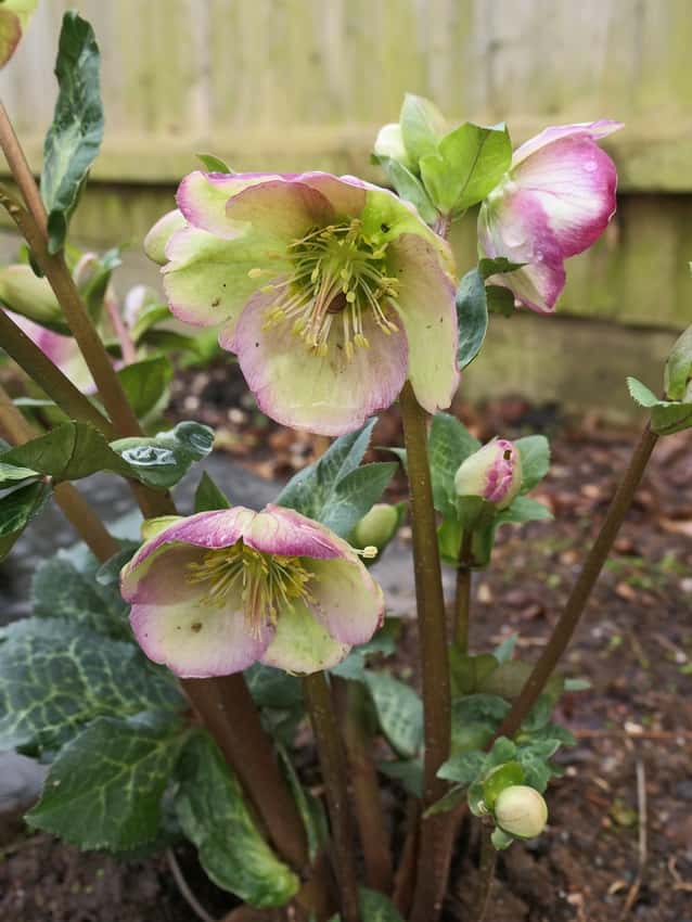 Frostkiss Glenda’s Gloss hellebore