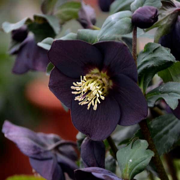 New York Night Lenten rose