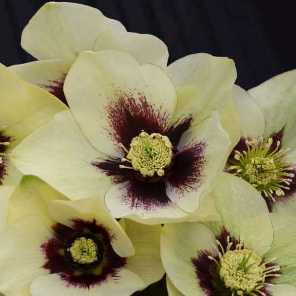Spanish Flare Lenten rose