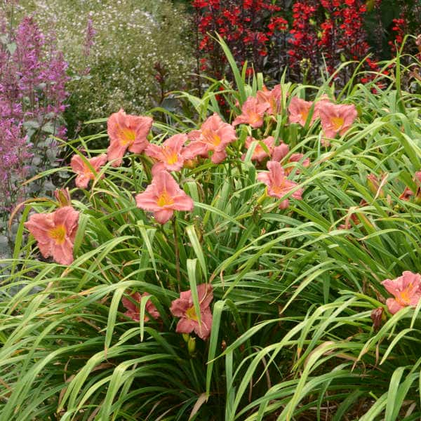 Rosy Returns daylily