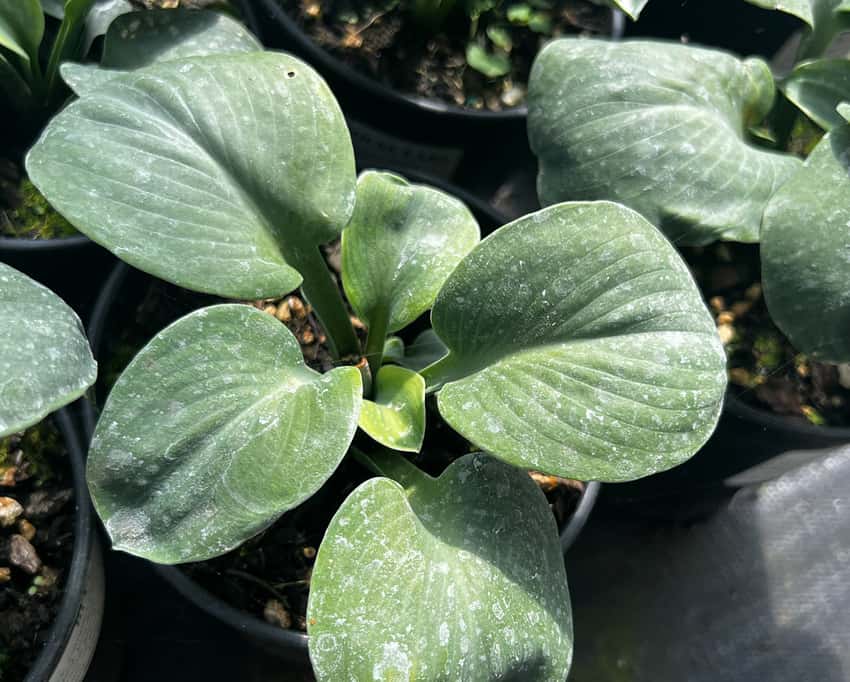 Blue Elf miniature hosta