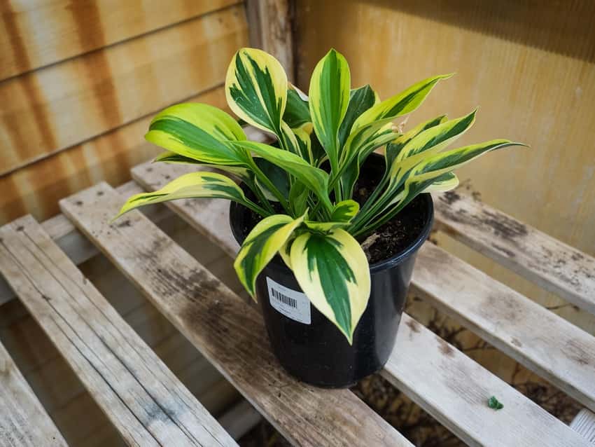 Twilight hosta