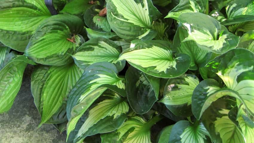 Whirlwind hosta