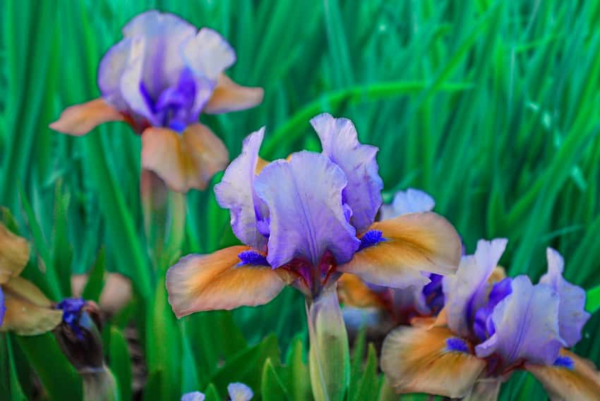 Blueberry Tart dwarf bearded iris