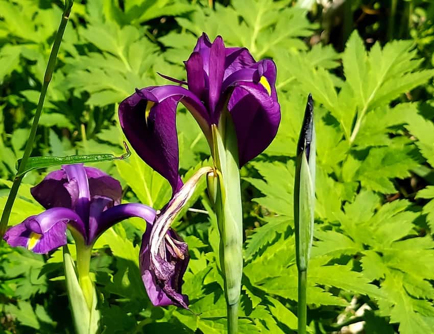 Wild Japanese iris with deep purple flowers