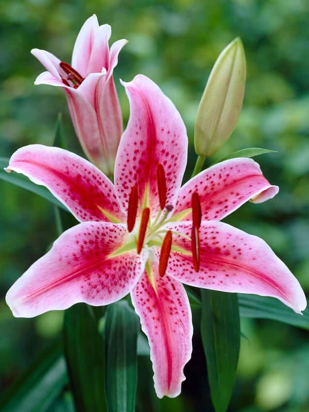 Lilium 'Star Gazer' (Oriental Group)