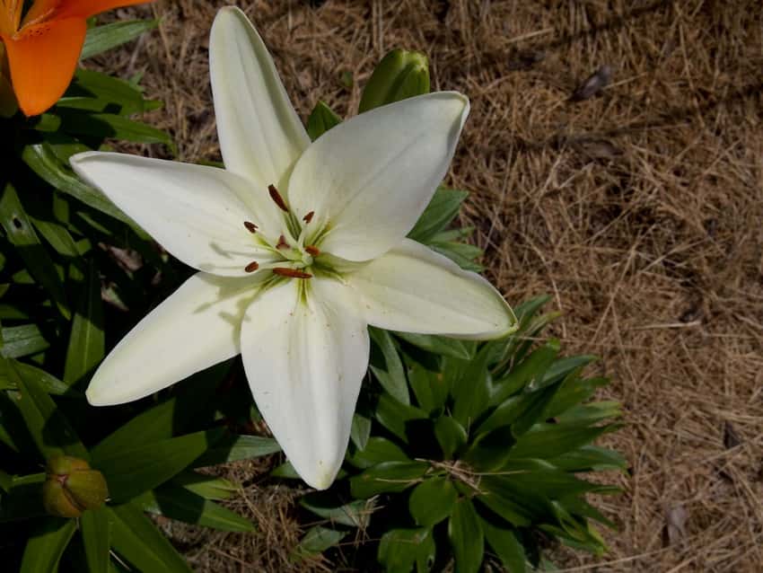 Tiny Crystal dwarf asiatic lily