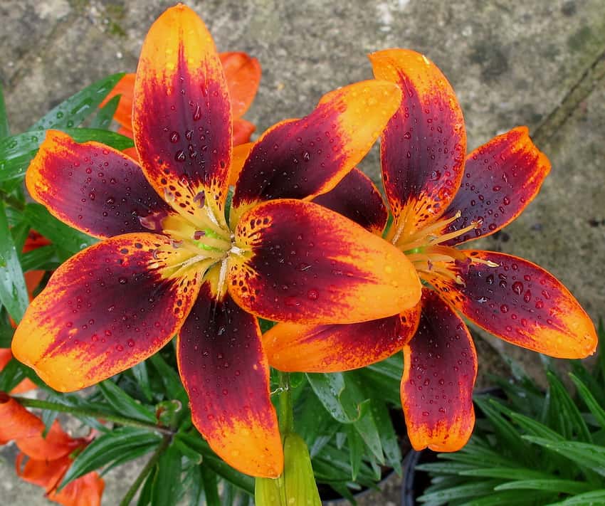 Tiny Lion dwarf Asiatic lily