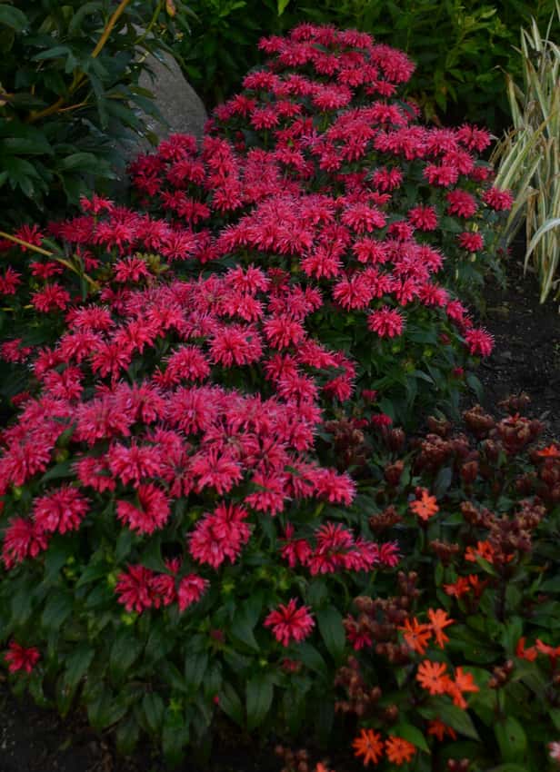 Monarda 'Cherry Pops'