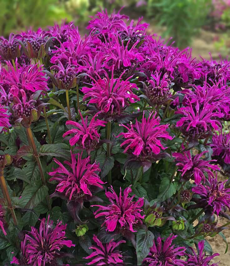 Monarda 'Rockin’ Raspberry'
