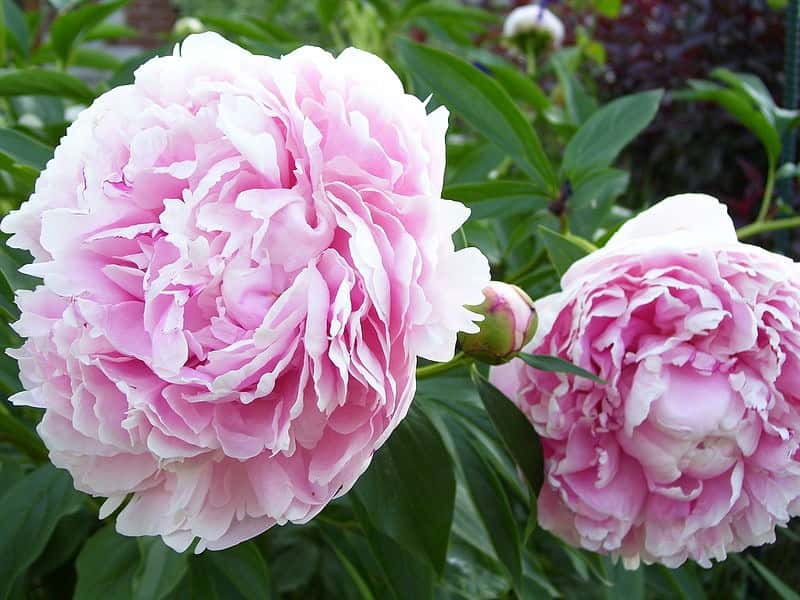 Paeonia lactiflora 'Sarah Bernhardt'