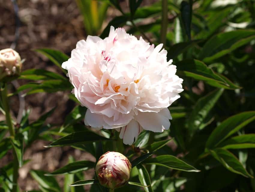 Paeonia lactiflora 'Shirley Temple'