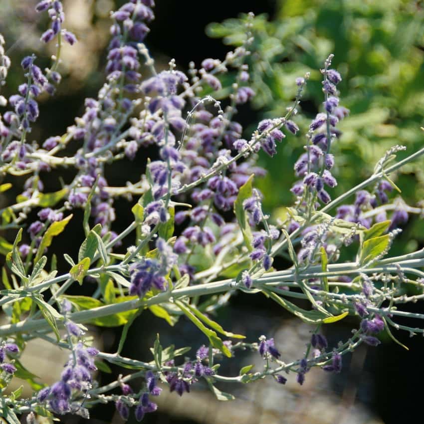 Perovskia Little Spire in flower