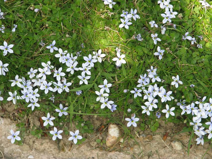Blue star creeper