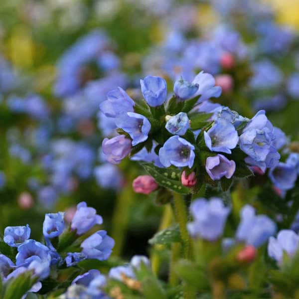 Twinkle Toes lungwort