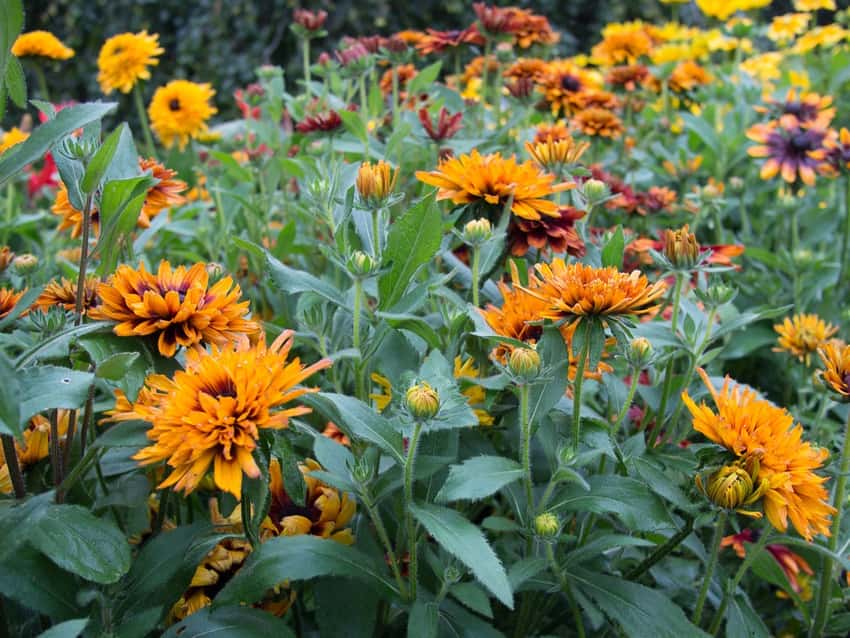 Autumn Colors gloriosa daisy