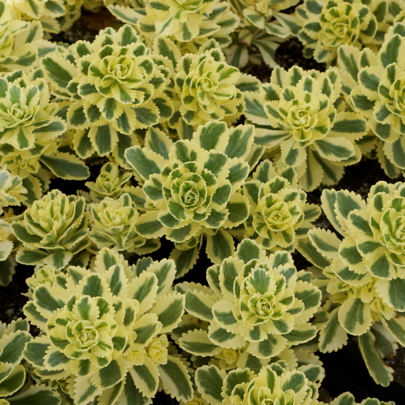 Atlantis stonecrop