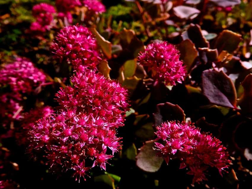 SunSparkler Dazzleberry stonecrop