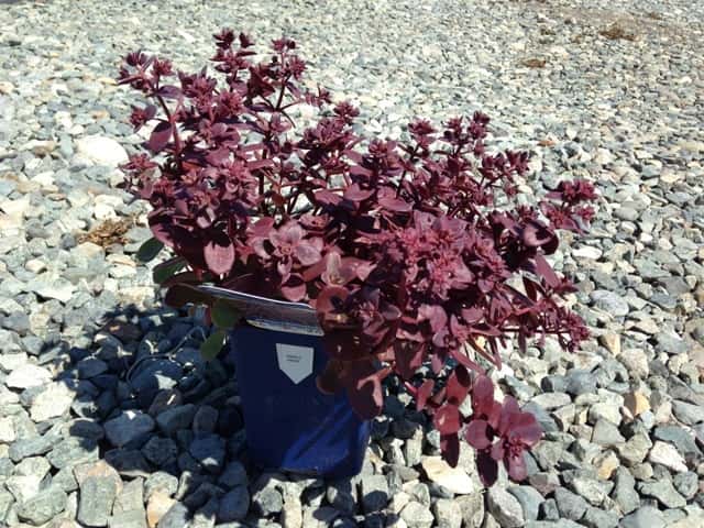 SunSparkler Firecracker stonecrop