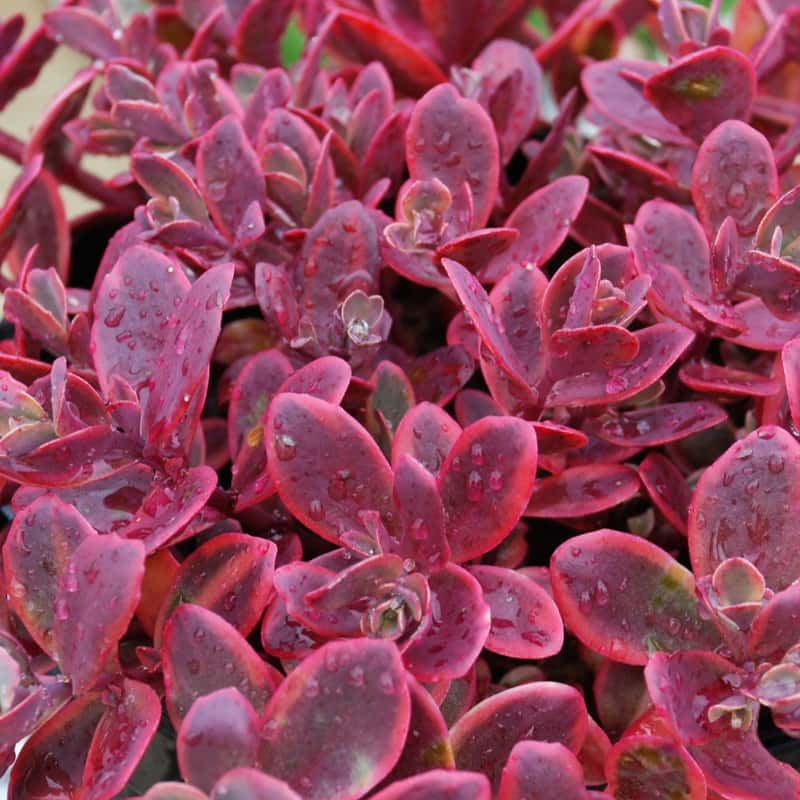 SunSparkler Wildfire stonecrop