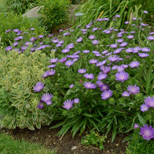 Honeysong Purple Stokes’ aster