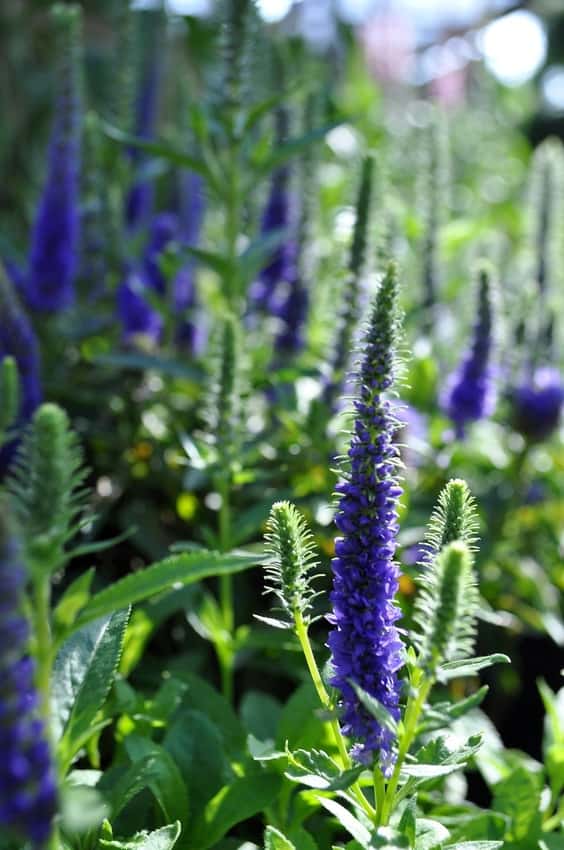 Royal Candles speedwell