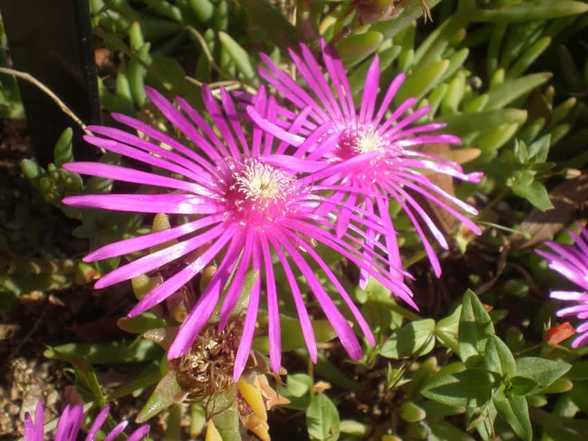 Bright magenta ice-plant flowers above succulent green foliage.