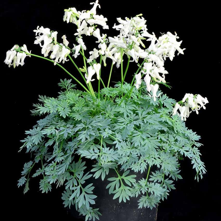 White bleeding-heart flowers rise above finely divided blue-green Amore Titanium foliage.