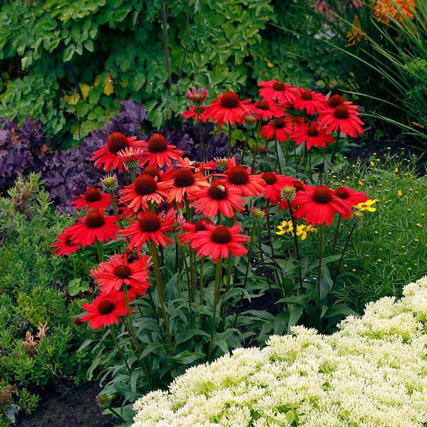 Red Kismet coneflowers with dark central cones in a mixed garden border.