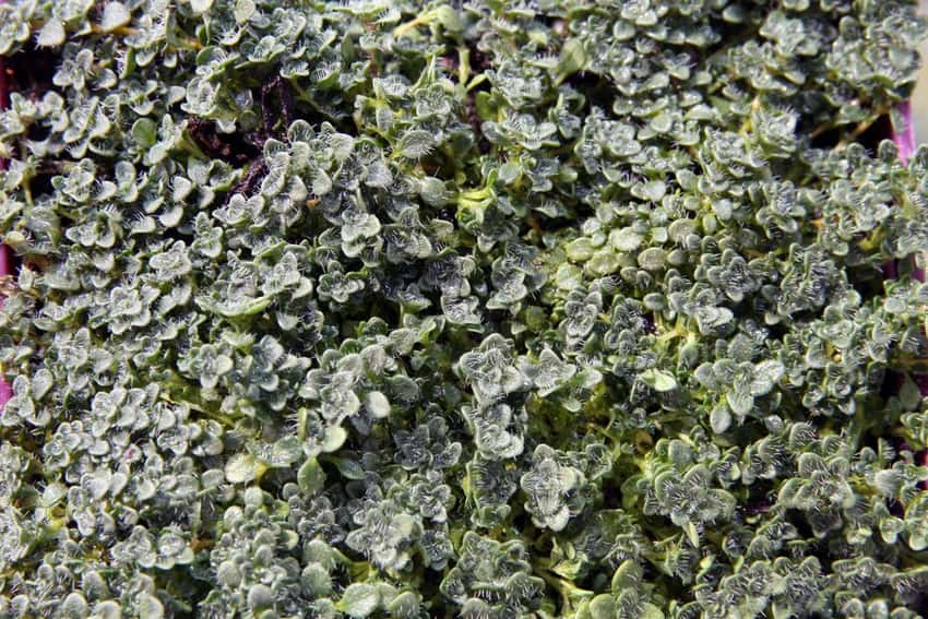 A dense cushion of tiny Elfin thyme leaves.