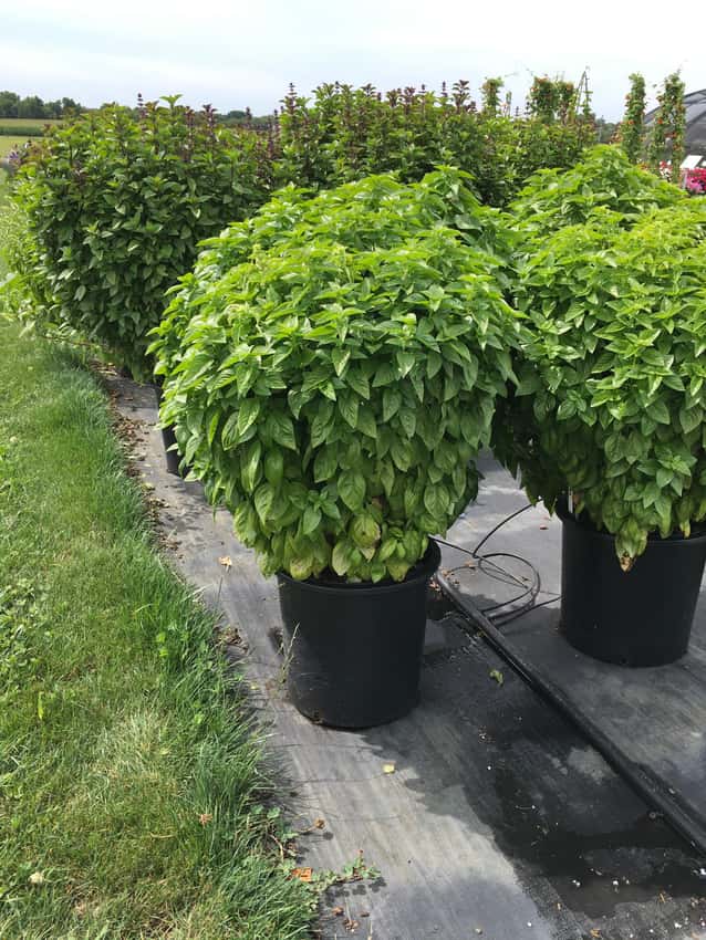 Everleaf Emerald Towers basil with dense upright green foliage in trial containers.