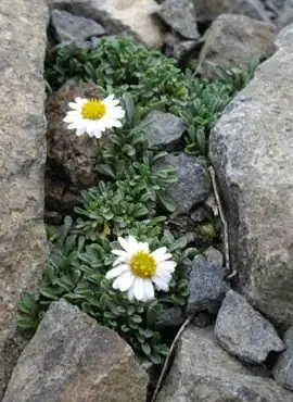 Rock fleabane flowers and compact leaves growing between rocks.