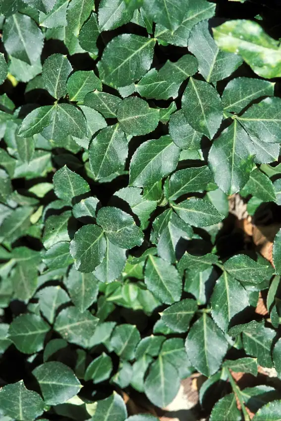 Wintercreeper foliage. Species shown, not the Coloratus cultivar.