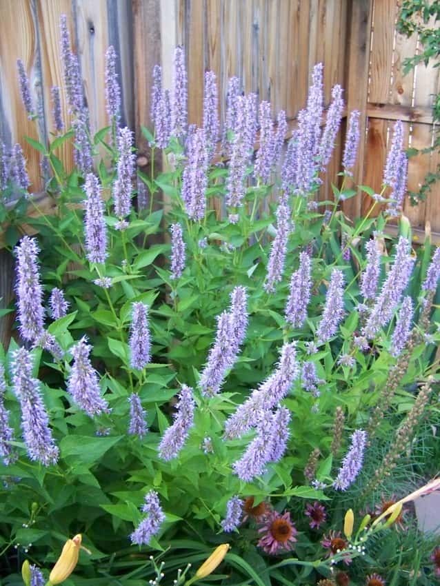 Tall lavender-blue Blue Fortune hyssop flower spikes in a garden border.