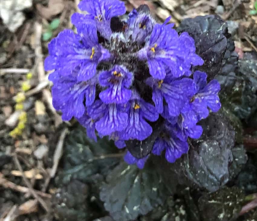 Blue flower clusters above dark scalloped leaves of Black Scallop bugleweed.