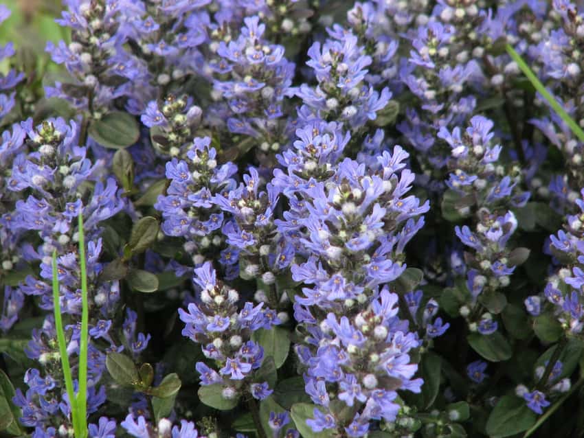 Blue Chocolate Chip bugleweed flower spikes cover a low foliage mat.