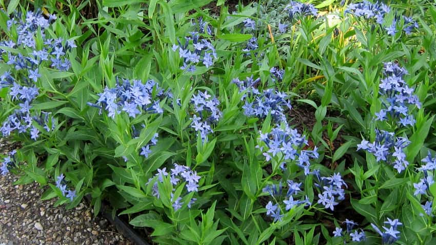 Pale blue star-shaped flowers above leafy Blue Ice bluestar stems.