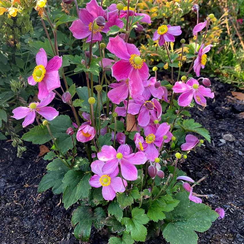 Pink Satin Doll Rosé anemone flowers above a compact mound of green leaves.