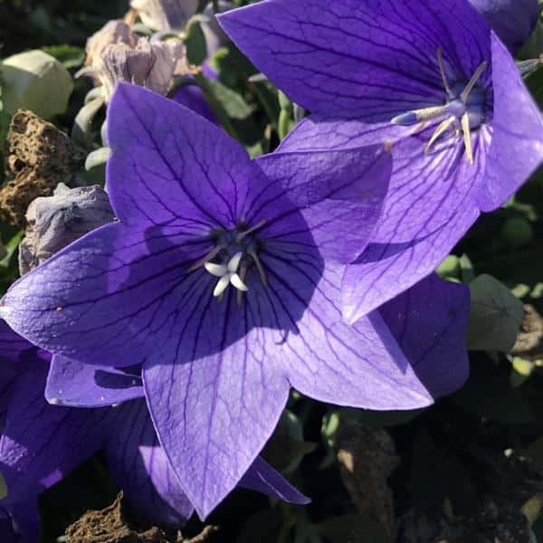 Violet-blue Twinkle Blue balloon flowers with star-shaped petals and dark veins.