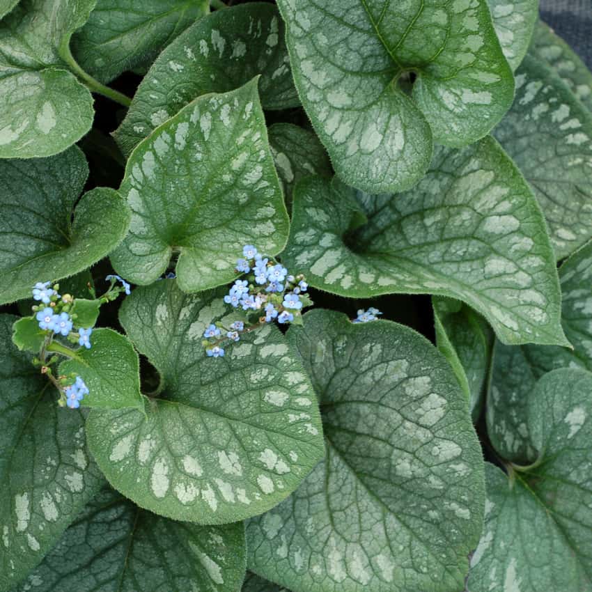 Silver-flecked green Emerald Mist brunnera leaves with small blue spring flowers.
