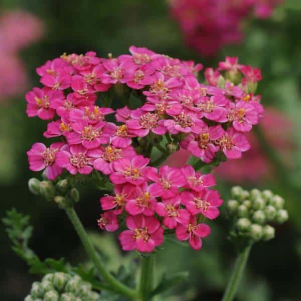 Pink New Vintage Rose yarrow flower heads with small yellow centers.